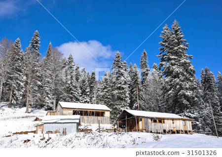 Winter in the forest  31501326