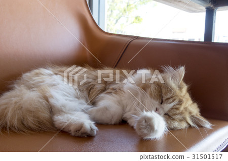 sleeping brown Persian cat on a sofa at home. sleeping brown Persian cat on a sofa at home. 31501517
