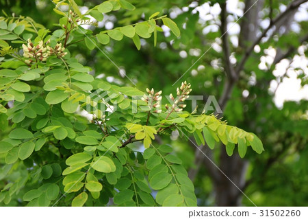 Flower of falseacacia Flower of falseacacia 31502260