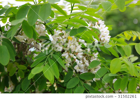 falseacacia花 31502261