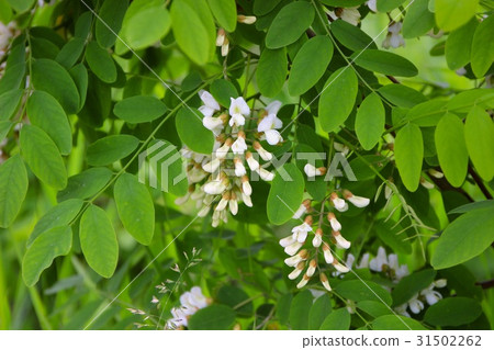 falseacacia花 31502262