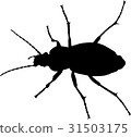 Ground beetle (Carabus granulatus) 31503175
