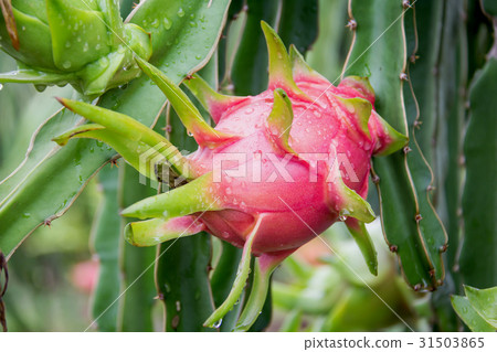 dragon Fruit on the tree after rain in garden 31503865
