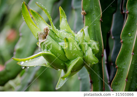 dragon Fruit on the tree after rain in garden 31503866