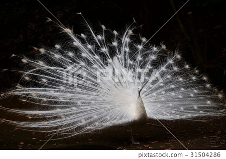 求愛白孔雀 31504286