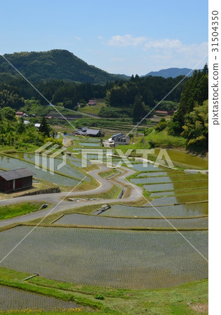 Rice terrace in the Nakasin North area of Shunan City Rice terrace in the Nakasin North area of Shunan City 31504350