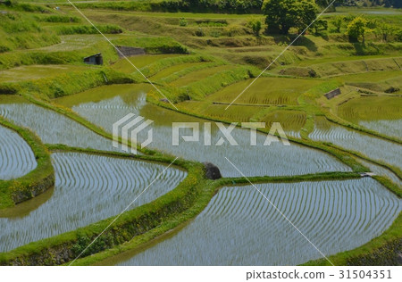 蜀南市中洲北區的水稻梯田 蜀南市中洲北區的水稻梯田 31504351