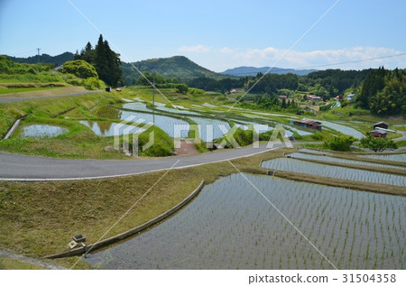 Rice terrace in the Nakasin North area of Shunan City Rice terrace in the Nakasin North area of Shunan City 31504358