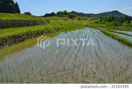 Rice terrace in the Nakasin North area of Shunan City 31504395