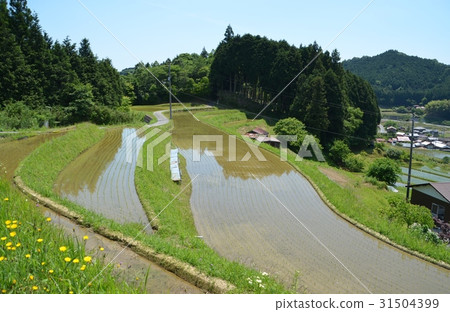 蜀南市中洲北區的水稻梯田 31504399