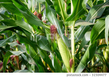 Sweet corn in the garden 31504477