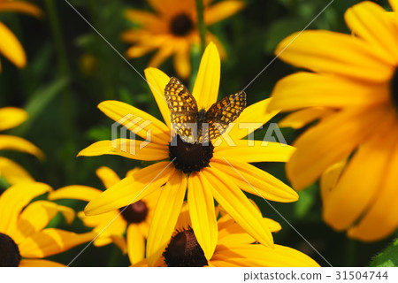 photo of butterfly on yellow flower 31504744