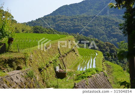 Rice terrace in Shunan-shi Obata district Rice terrace in Shunan-shi Obata district 31504854