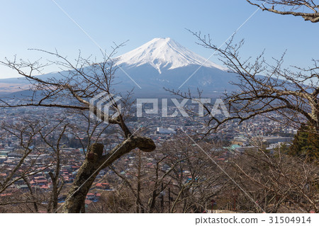 Fuji mountain and Fujiyoshida city below with tree Fuji mountain and Fujiyoshida city below with tree 31504914