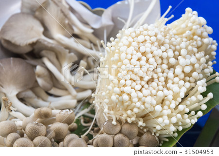 The variety type of mushroom The variety type of mushroom 31504953
