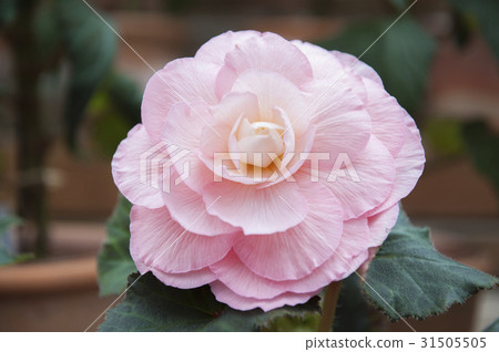 begonia begonia 31505505