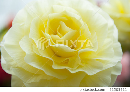 begonia 31505511