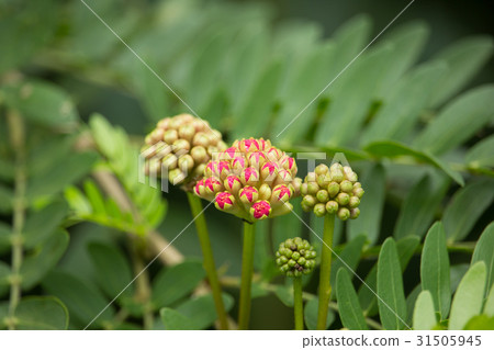 Pink Red Powder Puff, Red Head Powder 31505945