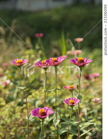 植物學花 31506099