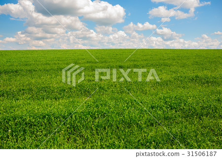 Green grass and blue sky with white clouds Green grass and blue sky with white clouds 31506187