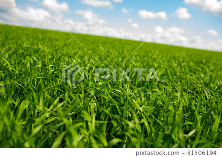 Green grass and blue sky with white clouds 31506194