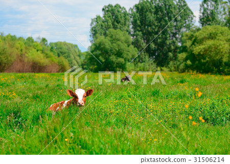 black and white cow grazing on meadow in mountains 31506214