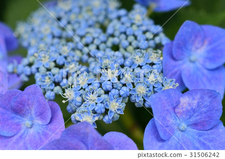Hydrangea Hydrangea 31506242