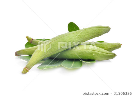 Tabebuia aurea pods with green leaves isolated  31506386