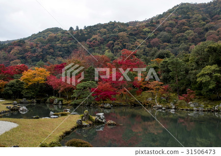 天龍寺的秋葉 31506473