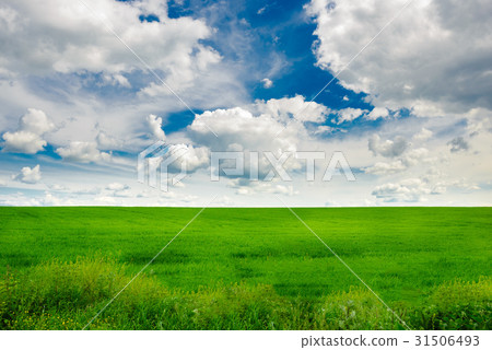 Green grass field and bright blue sky background Green grass field and bright blue sky background 31506493
