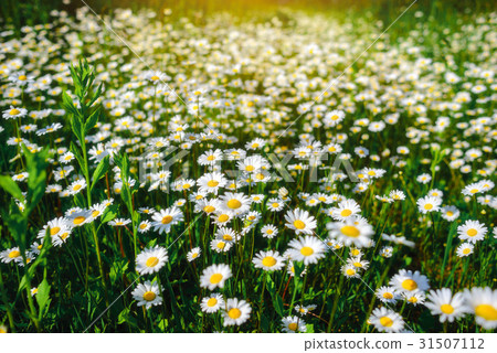 Selective focus daisy flowers - wild chamomile. Selective focus daisy flowers - wild chamomile. 31507112