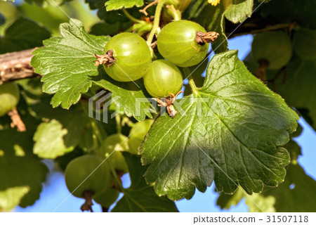 Bush of black currant berries 31507118
