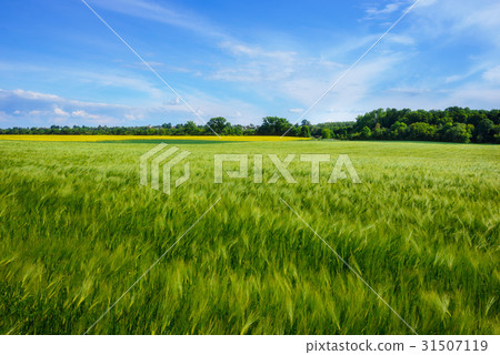landscape of barley field in early summer 31507119