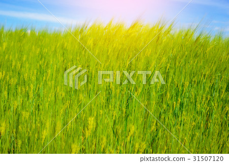 landscape of barley field in early summer 31507120