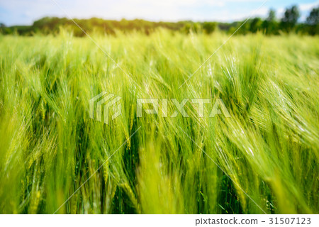 landscape of barley field in early summer 31507123