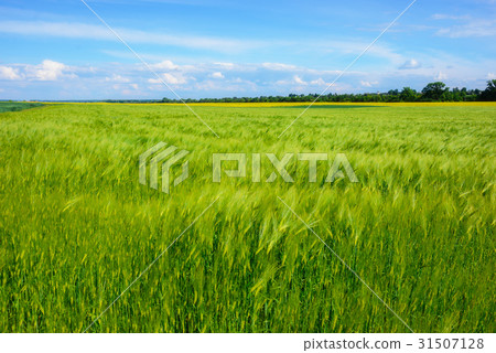 landscape of barley field in early summer landscape of barley field in early summer 31507128
