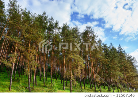 pine forest under deep blue sky pine forest under deep blue sky 31507146