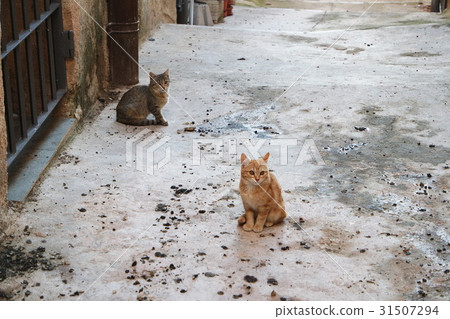 animal, animals, zoological 31507294