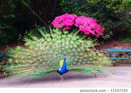 peacock, peafowl, beautiful 31507295