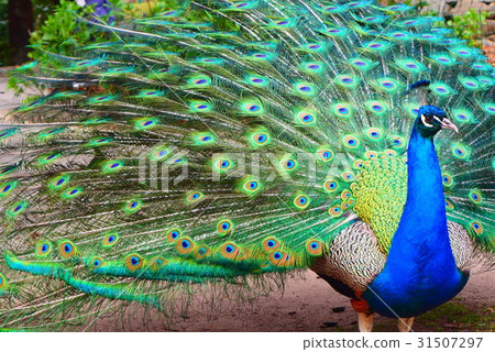 peacock, peafowl, beautiful 31507297