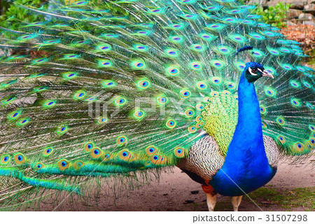 peacock, peafowl, beautiful 31507298