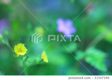 黃色的小花 黃色的小花 31507340