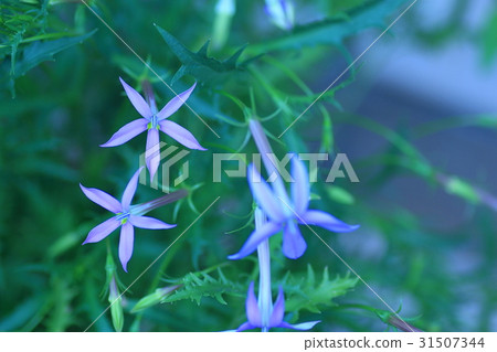 同瓣草屬 31507344