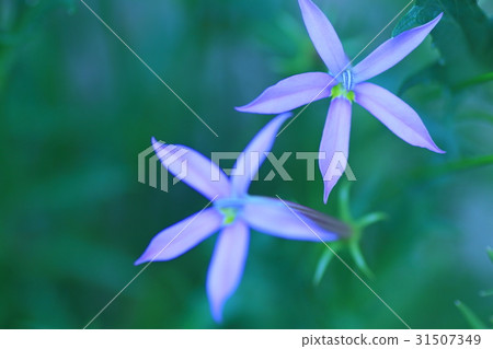 同瓣草屬 31507349