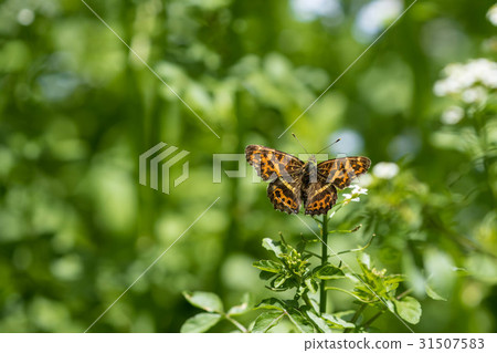 Sakahabo Hachocho stopping at Watercress Sakahabo Hachocho stopping at Watercress 31507583