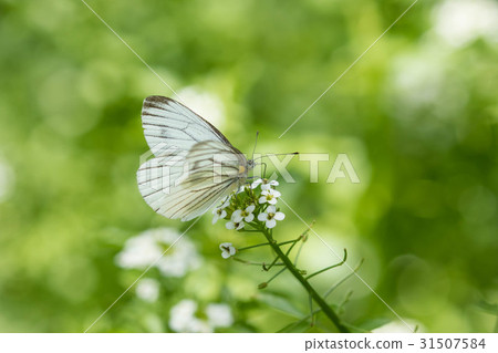 Stripes that stop at Watercress 31507584