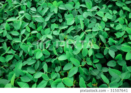 Green leaf with water drops Green leaf with water drops 31507641