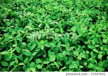 Green leaf with water drops 31507642