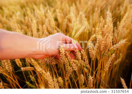 Wheat ears in the man's hand.  31507654