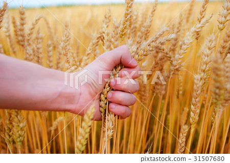 Wheat ears in the man's hand.  31507680
